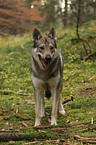 Czechoslovakian wolfdog