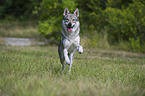 running Czechoslovakian wolfdog