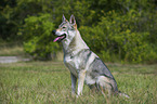 sitting Czechoslovakian wolfdog