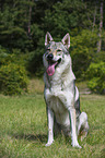 sitting Czechoslovakian wolfdog