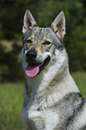 Czechoslovakian wolfdog portrait