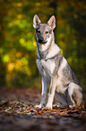 sitting Czechoslovakian Wolf dog