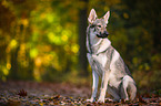 sitting Czechoslovakian Wolf dog