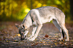 standing Czechoslovakian Wolf dog