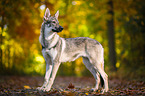 standing Czechoslovakian Wolf dog