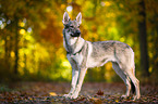 standing Czechoslovakian Wolf dog