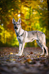 standing Czechoslovakian Wolf dog