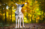 standing Czechoslovakian Wolf dog