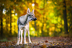 standing Czechoslovakian Wolf dog