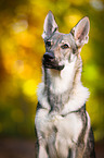 Czechoslovakian Wolf dog Portrait