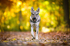 trotting Czechoslovakian Wolf dog