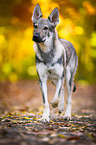 trotting Czechoslovakian Wolf dog