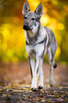 trotting Czechoslovakian Wolf dog