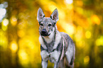 Czechoslovakian Wolf dog Portrait