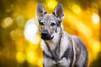 Czechoslovakian Wolf dog Portrait