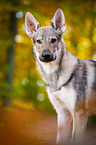 Czechoslovakian Wolf dog Portrait