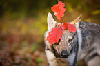 Czechoslovakian Wolf dog Portrait