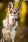 Czechoslovakian Wolf dog Portrait