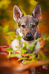 Czechoslovakian Wolf dog Portrait