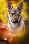 Czechoslovakian Wolf dog Portrait