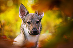 Czechoslovakian Wolf dog Portrait