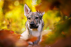 Czechoslovakian Wolf dog Portrait