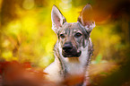 Czechoslovakian Wolf dog Portrait