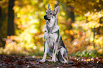 sitting Czechoslovakian Wolf dog