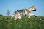 running Czechoslovakian Wolf dog