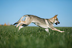 running Czechoslovakian Wolf dog