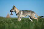 trotting Czechoslovakian Wolf dog