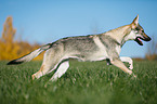 running Czechoslovakian Wolf dog