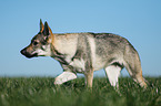 Czechoslovakian Wolf dog