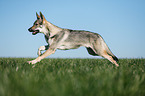 running Czechoslovakian Wolf dog