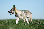 Czechoslovakian Wolf dog