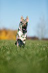 running Czechoslovakian Wolf dog