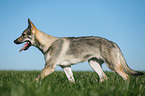 trotting Czechoslovakian Wolf dog