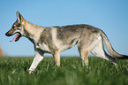 trotting Czechoslovakian Wolf dog
