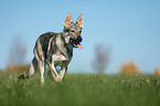 running Czechoslovakian Wolf dog