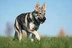 Czechoslovakian Wolf dog