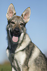 Czechoslovakian Wolf dog Portrait
