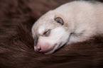 lying Czechoslovakian Wolfdog