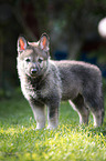 standing Czechoslovakian Wolfdog Puppy