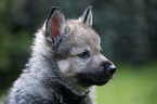 Czechoslovakian Wolfdog Puppy portrait