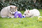 playing Czechoslovakian Wolfdog Puppies