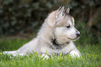 lying Czechoslovakian Wolfdog Puppy