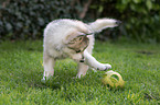 playing Czechoslovakian Wolfdog Puppy