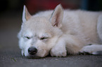 lying Czechoslovakian Wolfdog