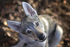 Czechoslovakian Wolfdog Puppy