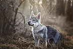 Czechoslovakian Wolfdog Puppy